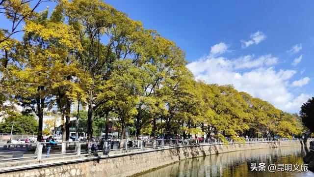 全屏“封神”！这可是昆明初冬的超绝顶流！保姆级攻略来袭，趁天晴立马冲！