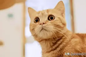 我的梦中，两只猫的对话。图片