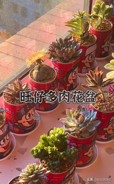 北京一男子因“易拉罐养多肉”引围观，进门见笑脸，又旺又治愈！