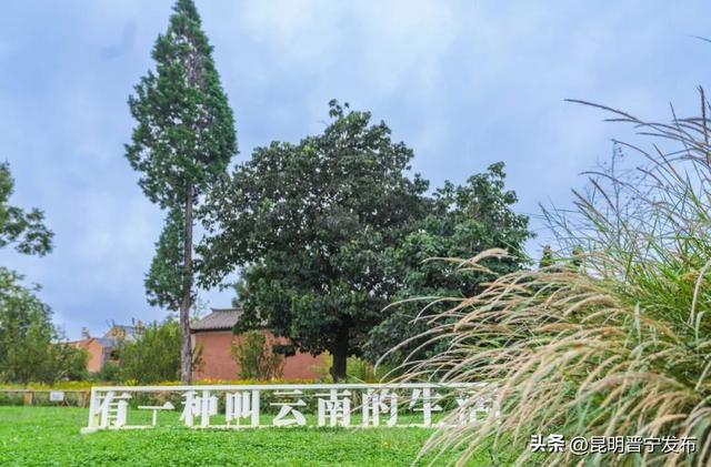小渔村的芦苇 是治愈的良药
