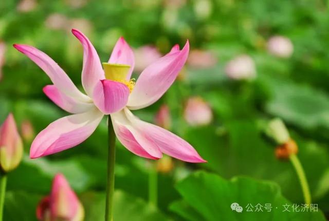 “荷”你说一声,可以换新壁纸啦!