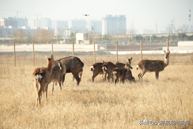 大河村国家考古遗址公园即将开园！七千年仰韶文化绽放时代新韵