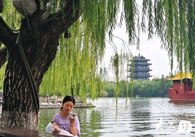 明湖垂柳曼妙多姿 游人如织景致如画