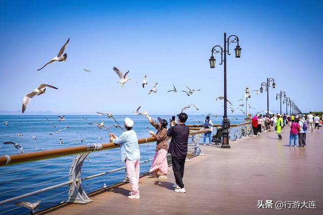 到海边去！大连市区赶海、喂海鸥全攻略