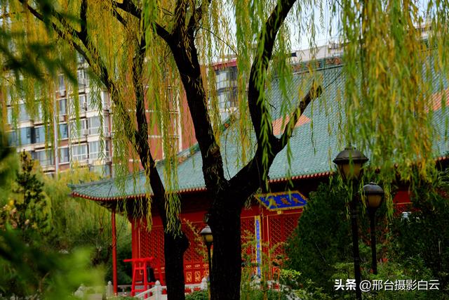 达活泉：公园披金衣，满目黄金柳（图）