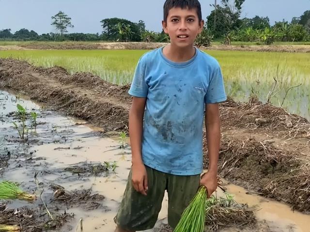 美国野生水稻遇危机！巴德河族护稻，3台机器成关键保护"金饭碗"