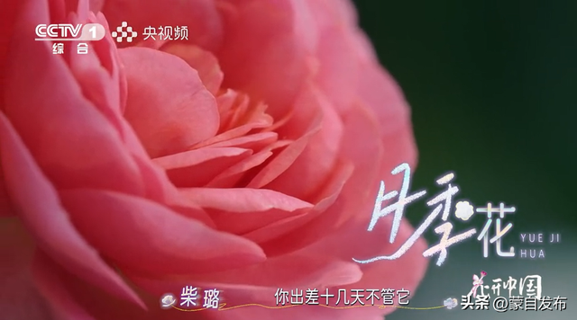 蒙自花开上央视！诚邀晒图，评论区专“宠”鲜花！