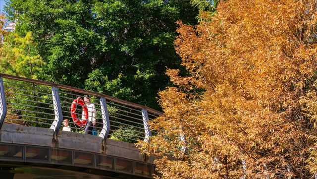 藏在市中心的莫奈花园，不仅能观赏绝美水杉，还能露营溜娃拍照
