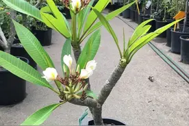 教你在花盆里养好鸡蛋花，剪断枝条就能不断繁殖图片