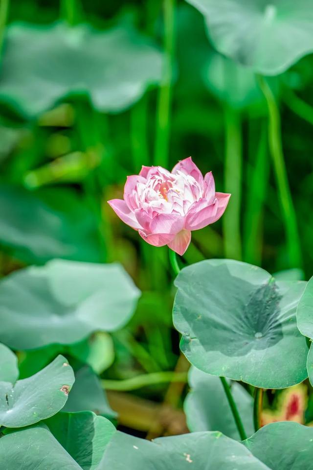 藕花深处棹歌远，江汉夏日荷风集