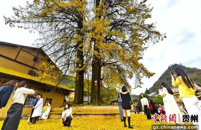贵州务川：千年银杏“金甲”迎客来