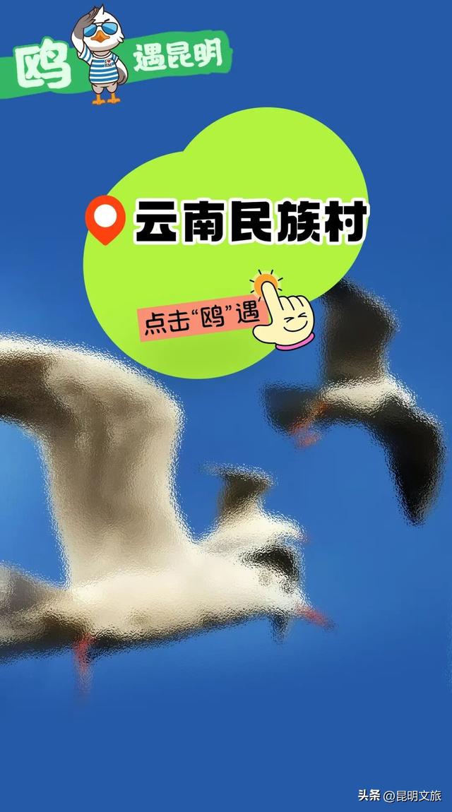 2025最新观鸥地图：这些地方“鸥”气值MAX，拍照直接封神！