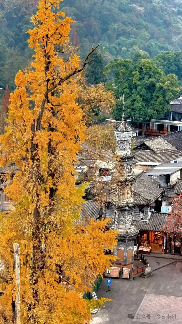 免费又出片！崇州初冬宝藏秘境，美到封神！