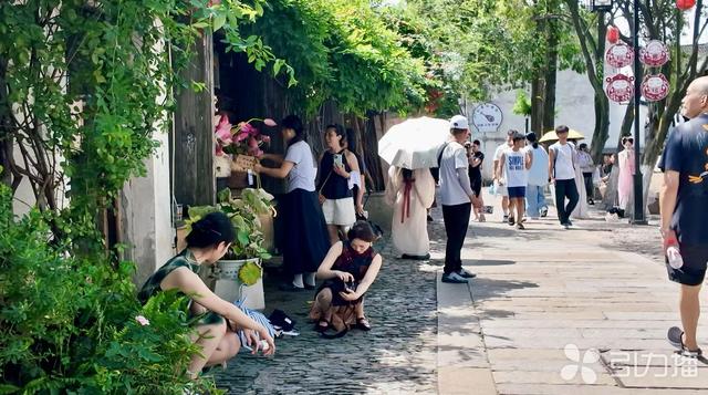 苏州“六月荷花市”盛景再现？