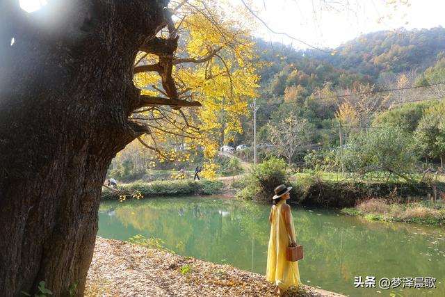 豫客纷至安陆，共赏银杏芦花绘初冬