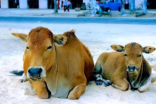 旧影专辑：中国最大的热带宝地 海南