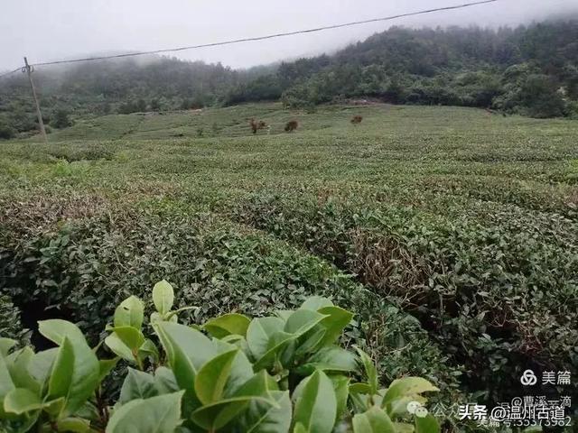 夏日闲逛大寺基，体会高山之上的凉意，处处有惊喜！