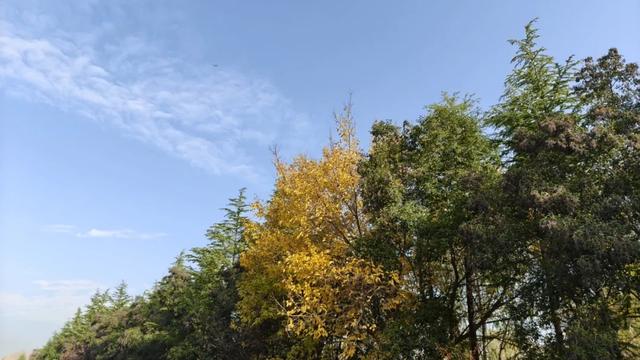 秋去冬来,邀您看红荷湿地的层林尽染,落叶如诗~~~