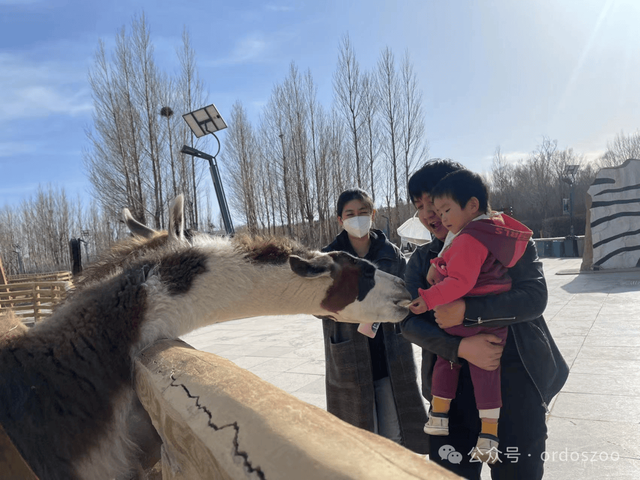 3月8日，鄂尔多斯送给所有女生的情书：免门票，请你来看白鲸！