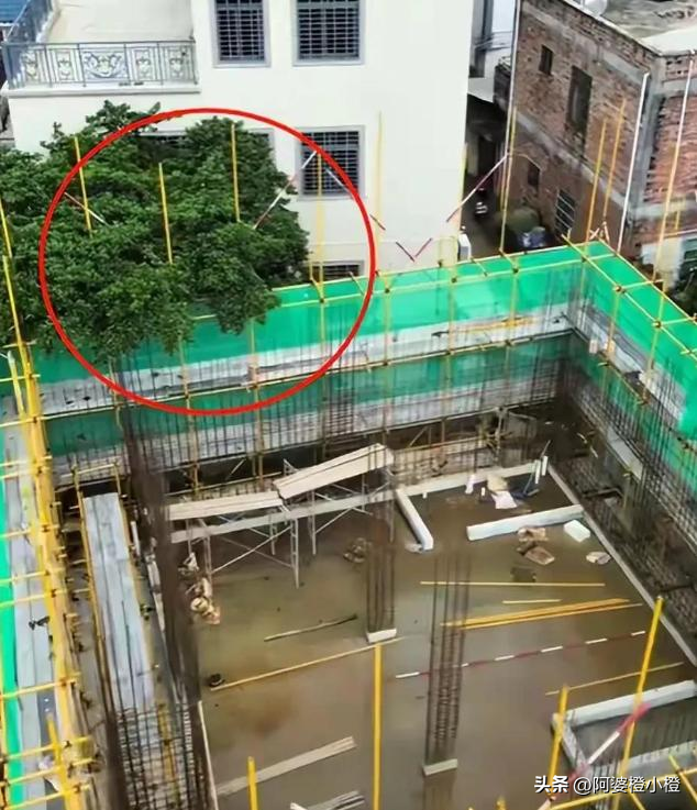 全红婵家建房最新情况：施工受阻，邻居仍不肯砍树，现场照片曝光