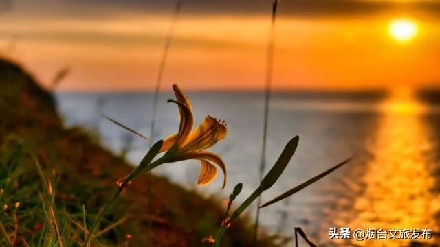 【乐游烟台】来呀，来“拈”花，来“惹”草！
