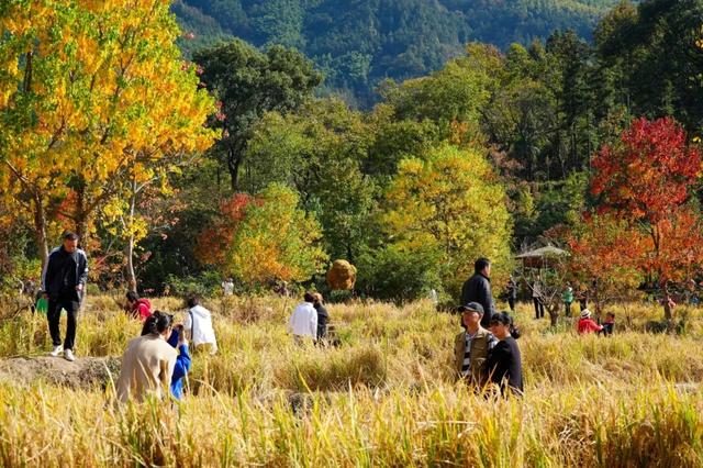 塔川红叶已进入最佳观赏期！你还不来吗？