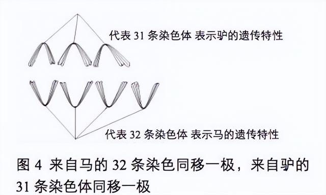 骡子为何都无法生育，看看驴和马干的好事，这下全都明白了
