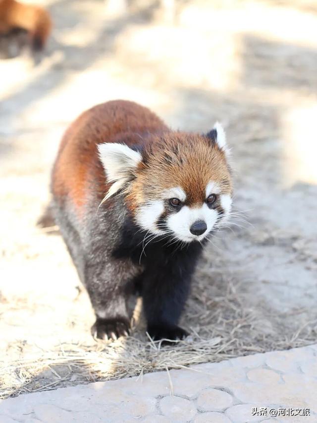 在保定，体验真实版“疯狂动物城”！