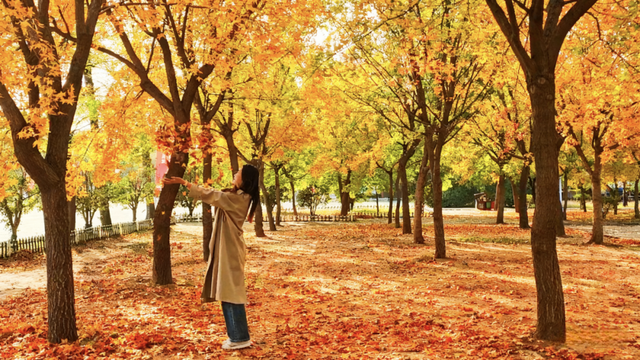 秋去冬来，邀您看红荷湿地的层林尽染，落叶如诗~~~