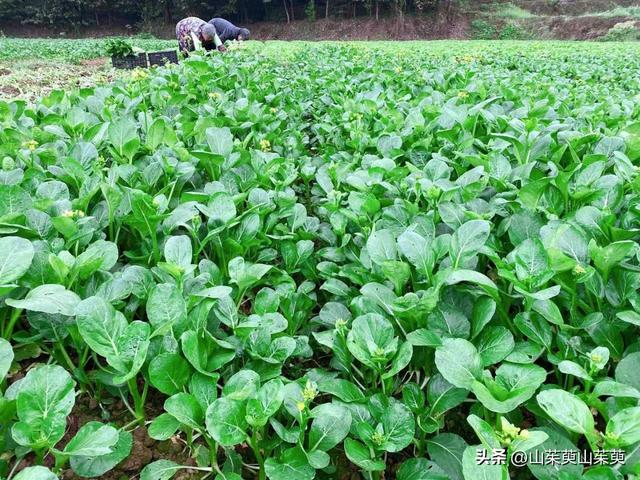 2023年春重庆探亲游（上篇）