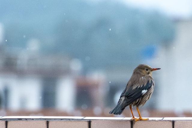 大容积雪：玉林、北流、容县人最偏爱的容州八景？