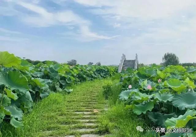 新洲景区集体“喊话”：老师，您辛苦了！这天请您来玩！