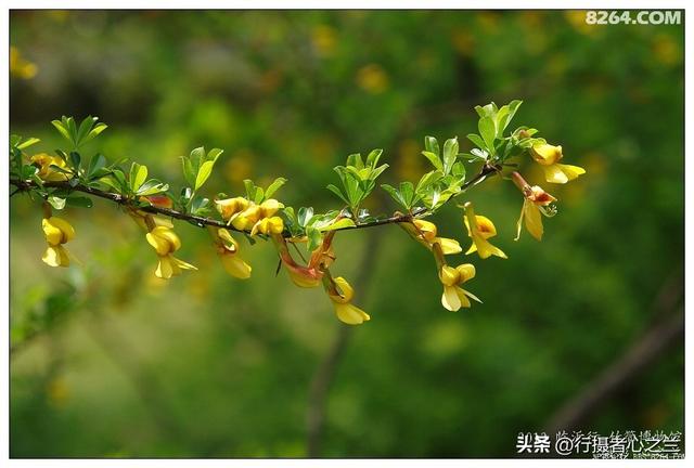 山东行游影记（50）—银雀山汉墓竹简博物馆（一）