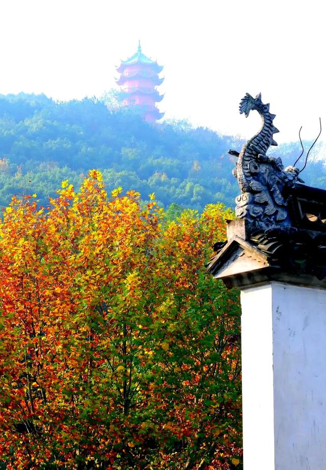 龙光塔下丨断桥与红枫的秋恋