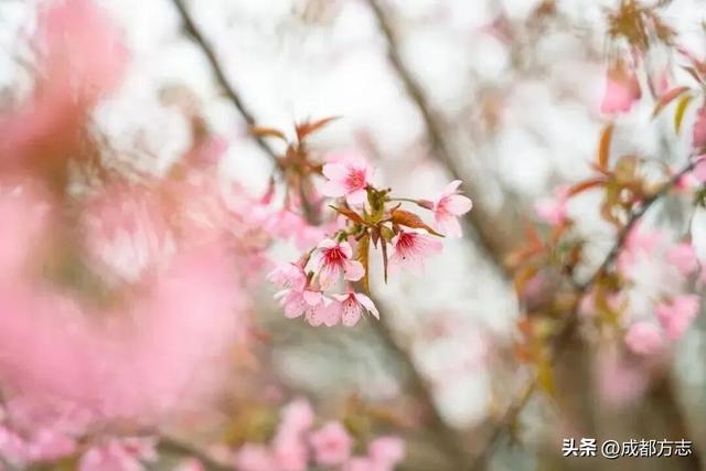 成都第一波樱花开了？？