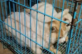“千里救猫”之后，猫去哪儿了不知道，钱去哪儿了也不知道图片