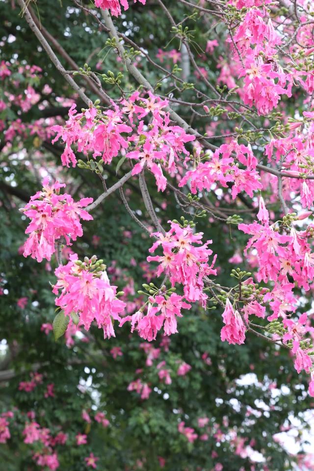 美翻了!石碣街头异木棉盛放,一树树粉花演绎都市浪漫