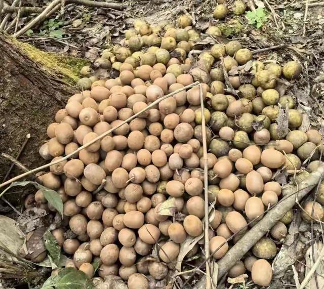 张家界的山里，一群野人赢麻了