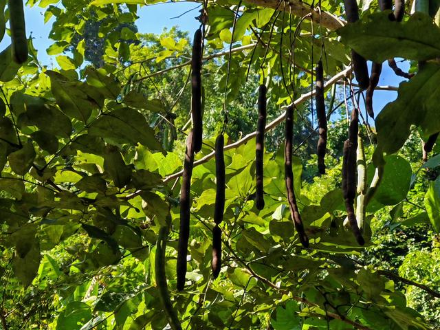 侧耳听鸟语，放眼觅花魂——游勐远仙境