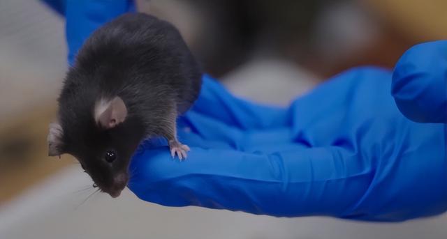 从300到4只！神舟二十一号选拔，小鼠过五关斩六将