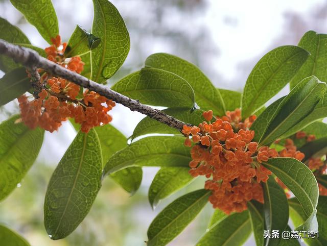 桂香漫城：桂林的秋日私语