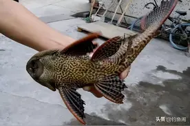 比鲤鱼还难吃？钓鱼佬眼中最难吃的5种鱼，白给都不想要图片