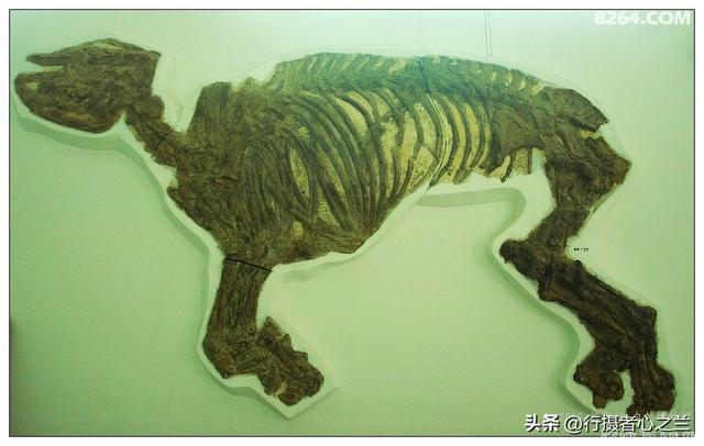 山东行游影记（33）—平邑天宇自然博物馆（八）