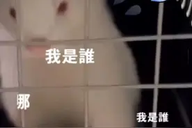 江西赣州：一只雪貂热得够呛跑进居民家厨房纳凉避暑，没成想觉还没睡踏实，就引来了消防员图片