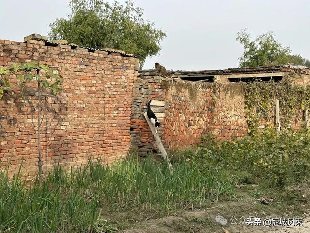 冠县乡韵·桑阿镇轧庄