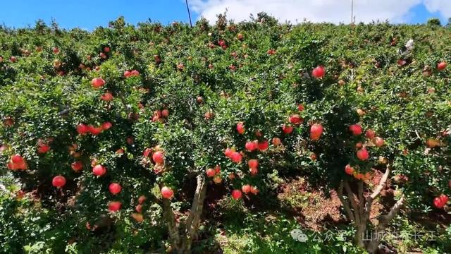四川人私藏的过冬圣地！42万人的慢生活小城，美食多到吃不过来！
