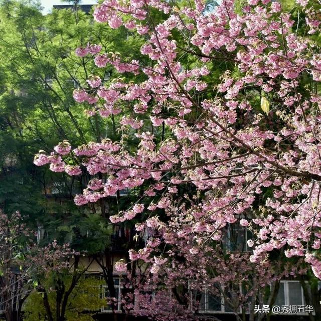 冬日美景在五华｜在暖冬赴一场粉色的冬樱花之约