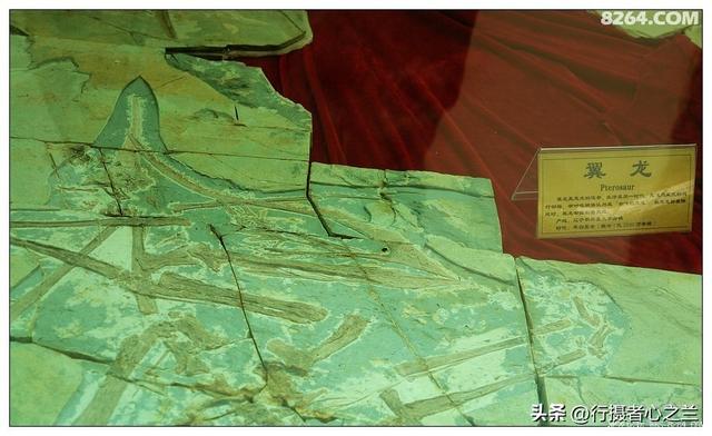 山东行游影记（35）—平邑天宇自然博物馆（十）