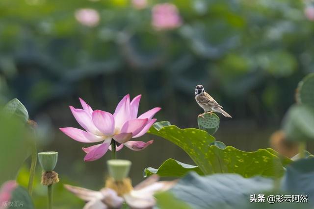 今夏最热两天登场！新一轮降水范围已确定，明后天7月16~17号天气