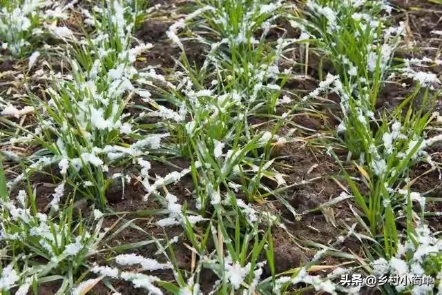 “立冬在头,冻死老牛;立冬在尾,腊月穿袄”,今年冬天非常冷?